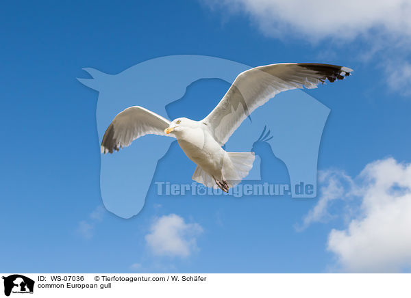 common European gull / WS-07036