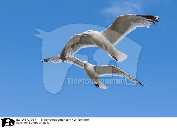 Silbermwen / common European gulls / WS-07037