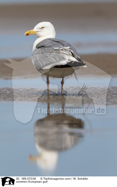 Silbermwe / common European gull / WS-07038