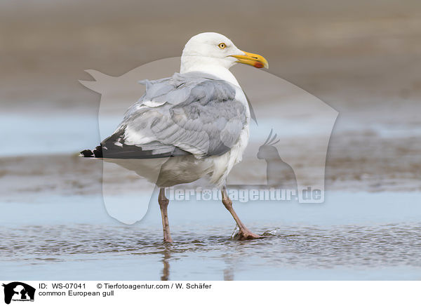 common European gull / WS-07041