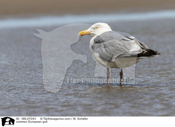 Silbermwe / common European gull / WS-07043