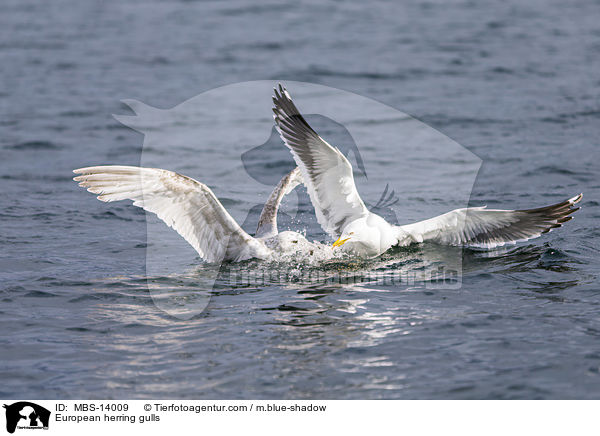 European herring gulls / MBS-14009