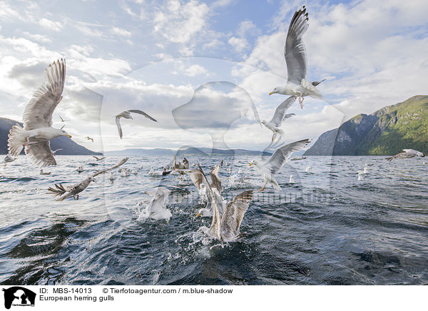 Silbermwen / European herring gulls / MBS-14013