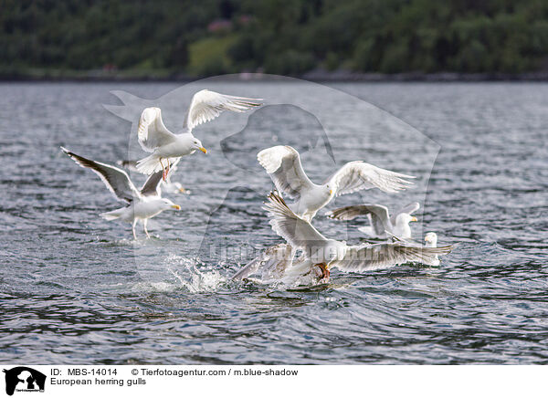 Silbermwen / European herring gulls / MBS-14014