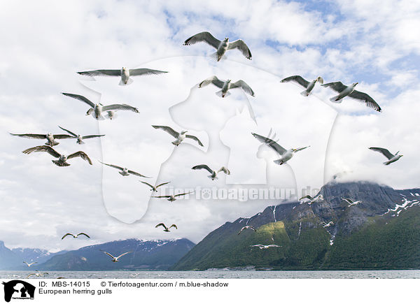 European herring gulls / MBS-14015