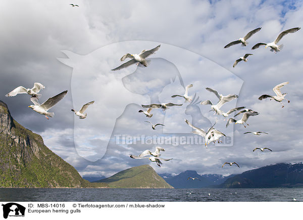 Silbermwen / European herring gulls / MBS-14016