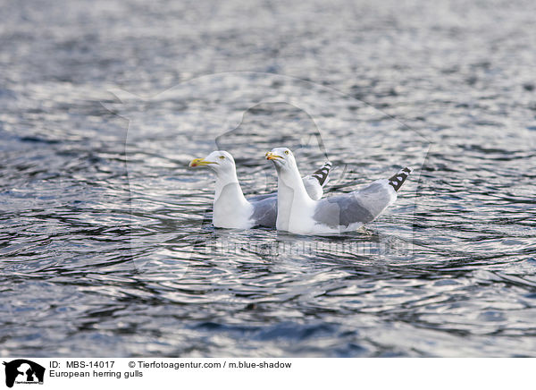 European herring gulls / MBS-14017