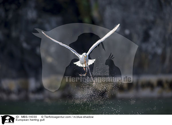 Silbermwe / European herring gull / MBS-14030