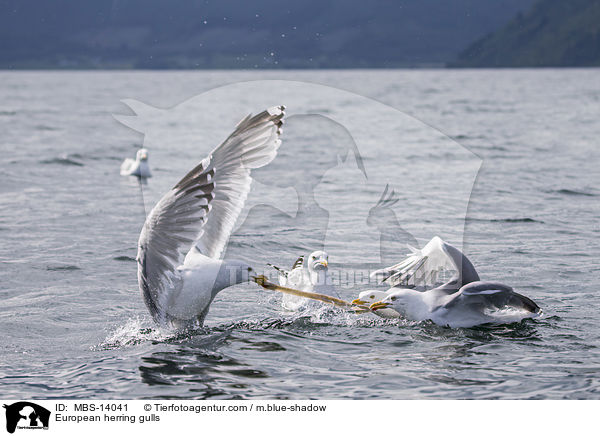 Silbermwen / European herring gulls / MBS-14041