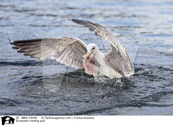 Silbermwe / European herring gull / MBS-14048