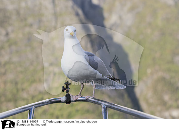 European herring gull / MBS-14057
