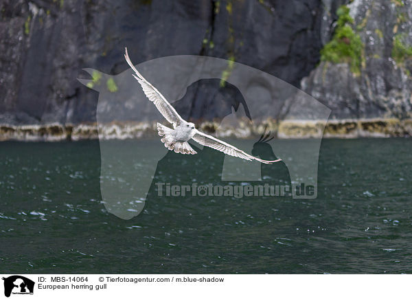 Silbermwe / European herring gull / MBS-14064