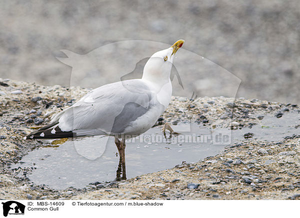 Common Gull / MBS-14609