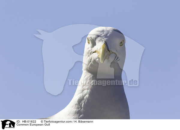 Common European Gull / HB-01822