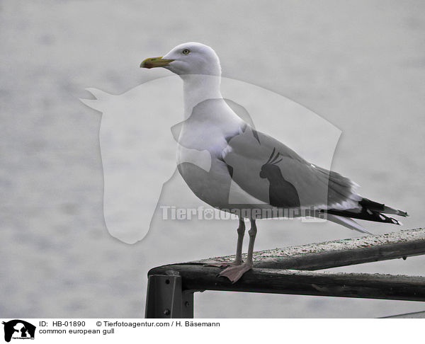 common european gull / HB-01890