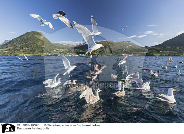 European herring gulls / MBS-18395