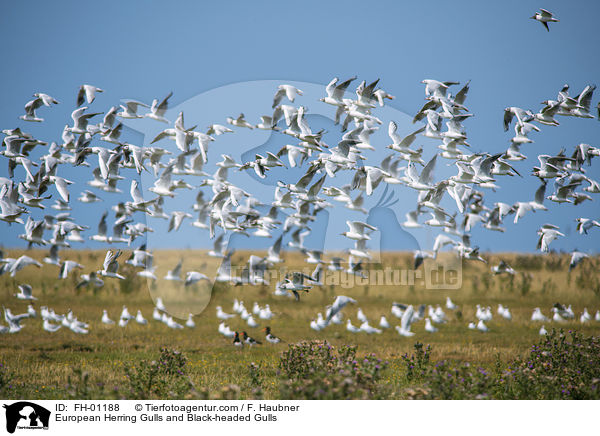 Silbermwen und Lachmwen / European Herring Gulls and Black-headed Gulls / FH-01188
