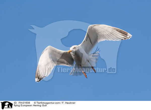 flying European Herring Gull / FH-01606