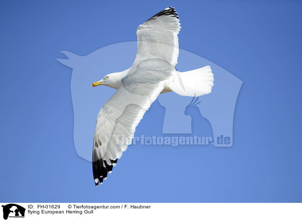 fliegende Silbermwe / flying European Herring Gull / FH-01629