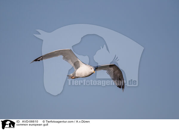 common european gull / AVD-06610
