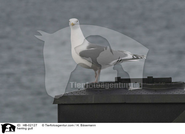 Silbermwe / herring gull / HB-02127