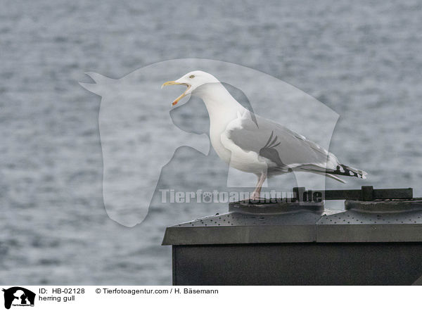 herring gull / HB-02128