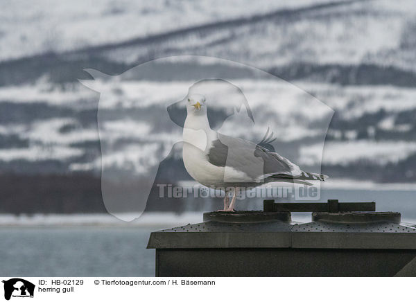 herring gull / HB-02129