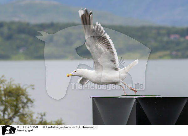 herring gull / HB-02159