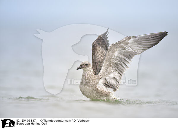 Silbermwe / European Herring Gull / DV-03837