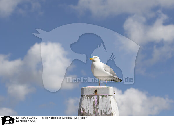 European Gull / MAH-02469