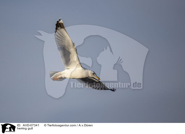 Silbermwe / herring gull / AVD-07341