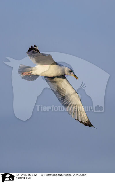 herring gull / AVD-07342