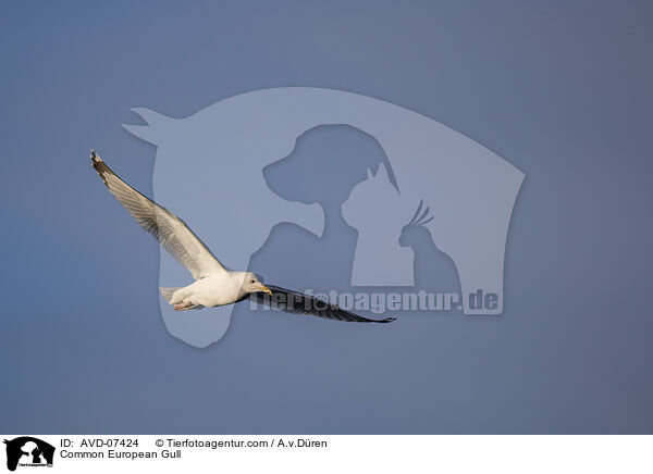 Silbermwe / Common European Gull / AVD-07424