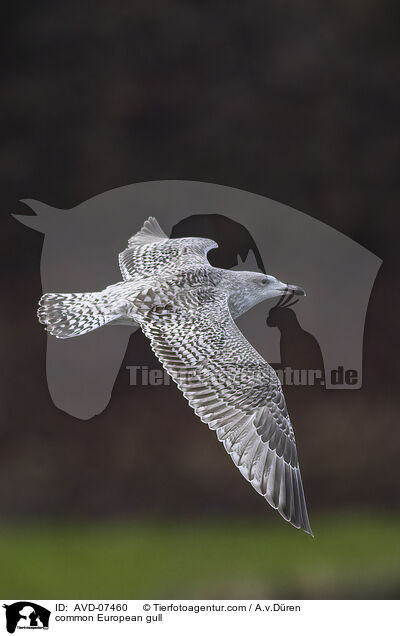 common European gull / AVD-07460