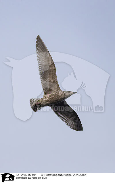 Silbermwe / common European gull / AVD-07461