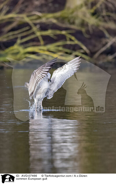 Silbermwe / common European gull / AVD-07466