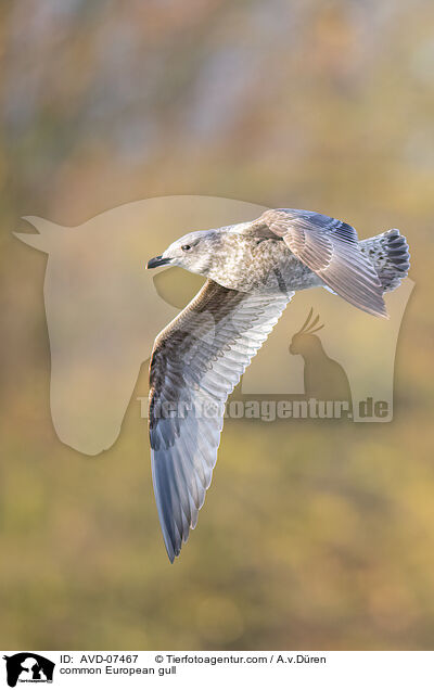 Silbermwe / common European gull / AVD-07467