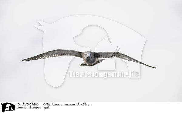 Silbermwe / common European gull / AVD-07483