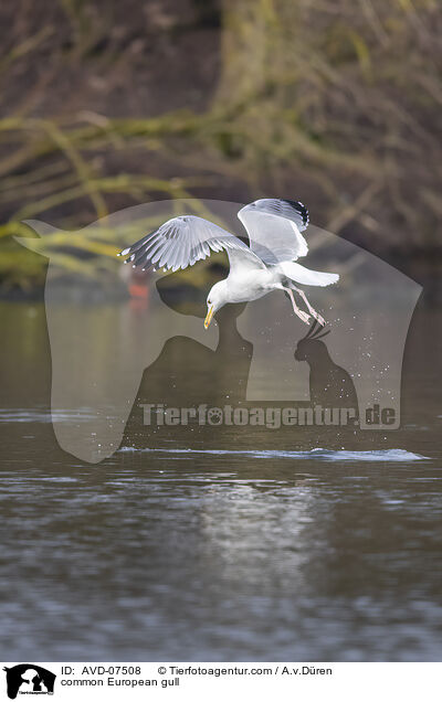 common European gull / AVD-07508