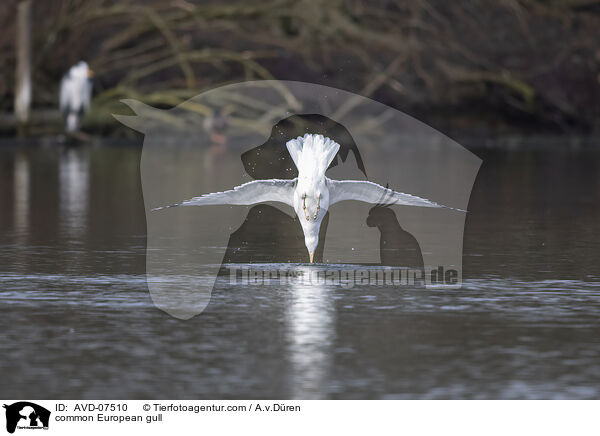 Silbermwe / common European gull / AVD-07510