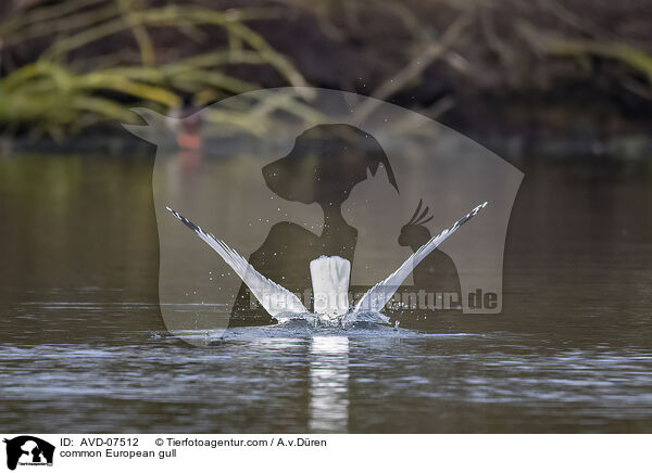 Silbermwe / common European gull / AVD-07512