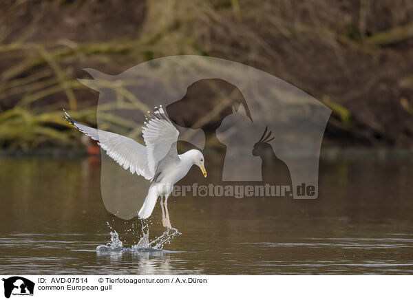 common European gull / AVD-07514