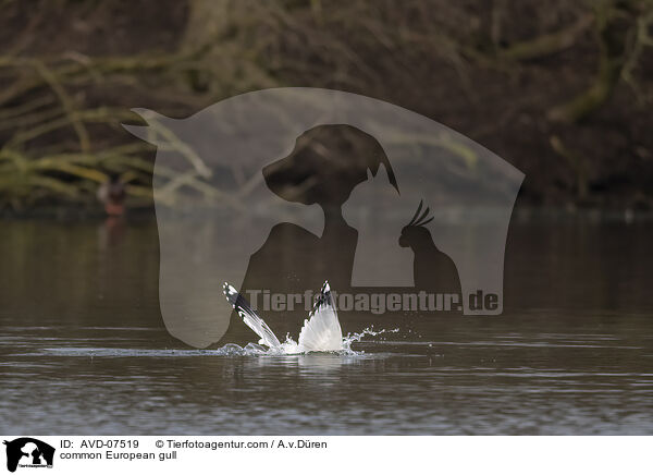 common European gull / AVD-07519