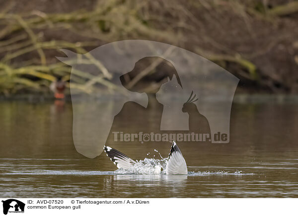 Silbermwe / common European gull / AVD-07520