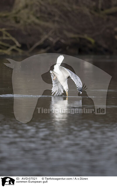 common European gull / AVD-07521