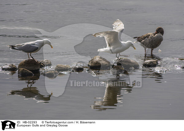 European Gulls and Greylag Goose / HB-02293