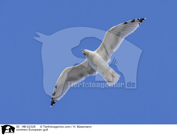 Silbermwe / common European gull / HB-02326