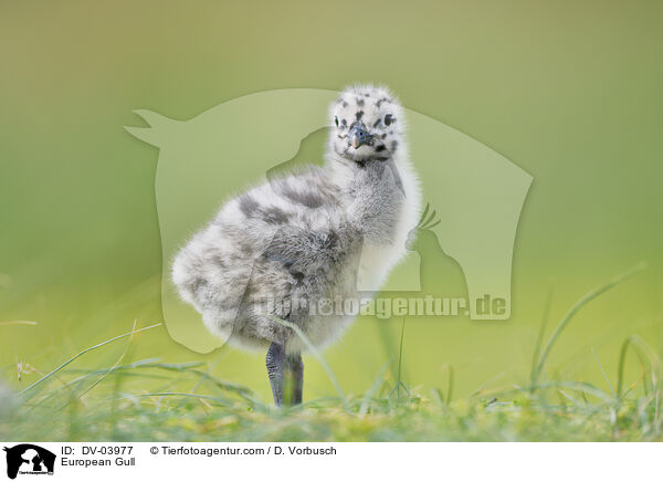 Silbermwe / European Gull / DV-03977