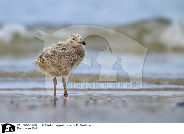 European Gull / DV-03980