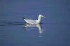 swimming American Herring Gull